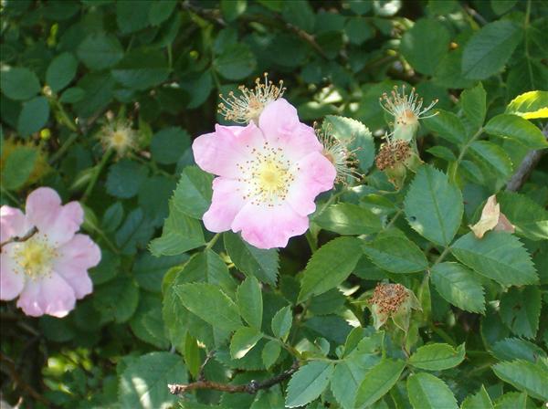 eMacromall.com - Beaufiful Flowers!