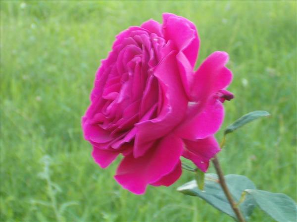 eMacromall.com - Beaufiful Flowers!