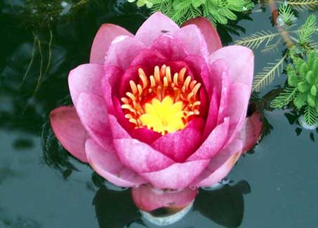 eMacromall.com - Beaufiful Flowers!