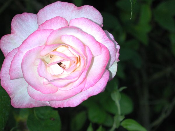 eMacromall.com - Beaufiful Flowers!