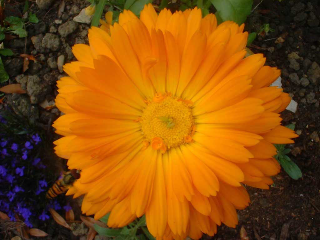 eMacromall.com - Beaufiful Flowers!