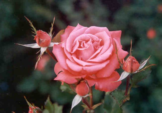 eMacromall.com - Flowers