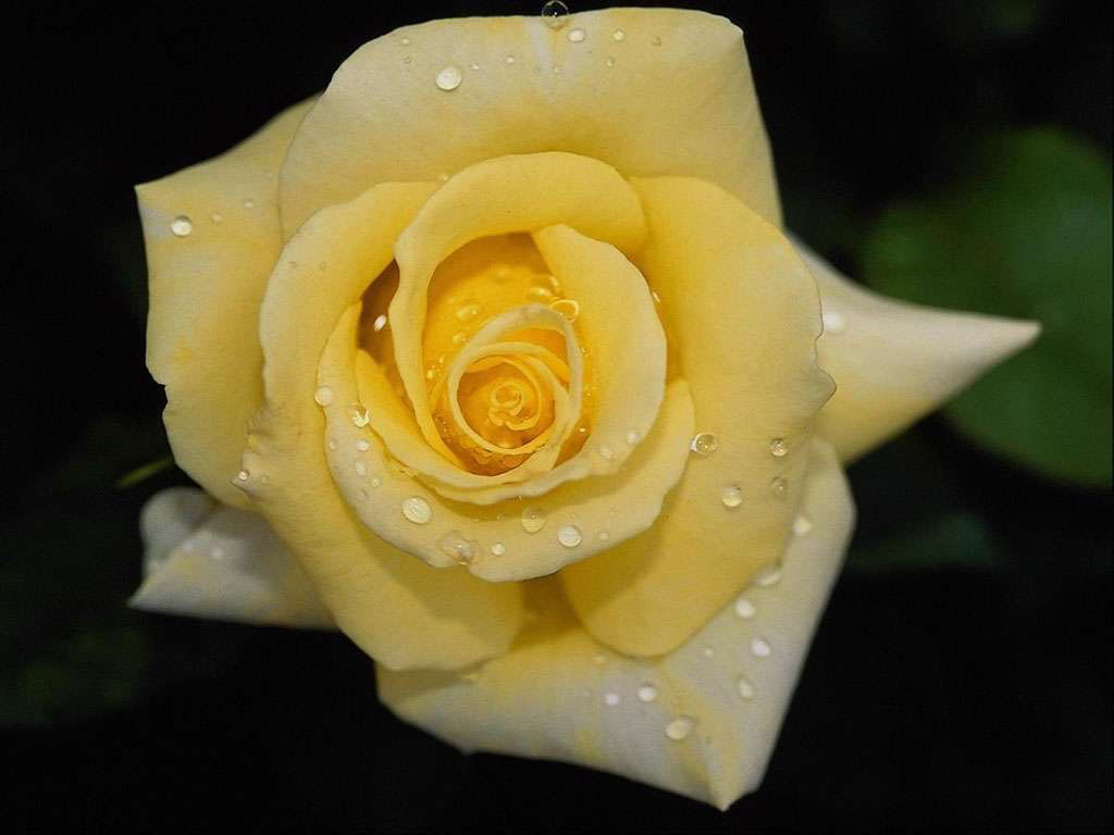 eMacromall.com - Beaufiful Flowers!