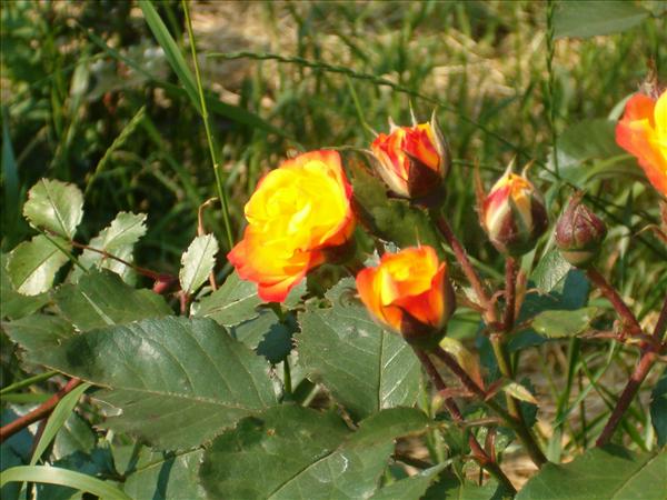 eMacromall.com - Beaufiful Flowers!