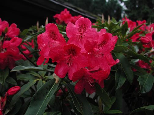 eMacromall.com - Beaufiful Flowers!