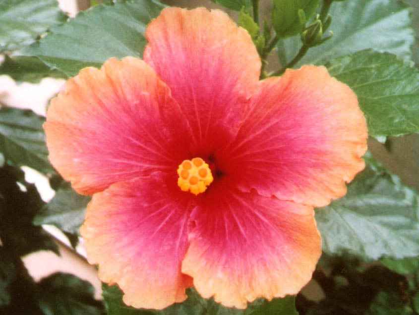 eMacromall.com - Flowers