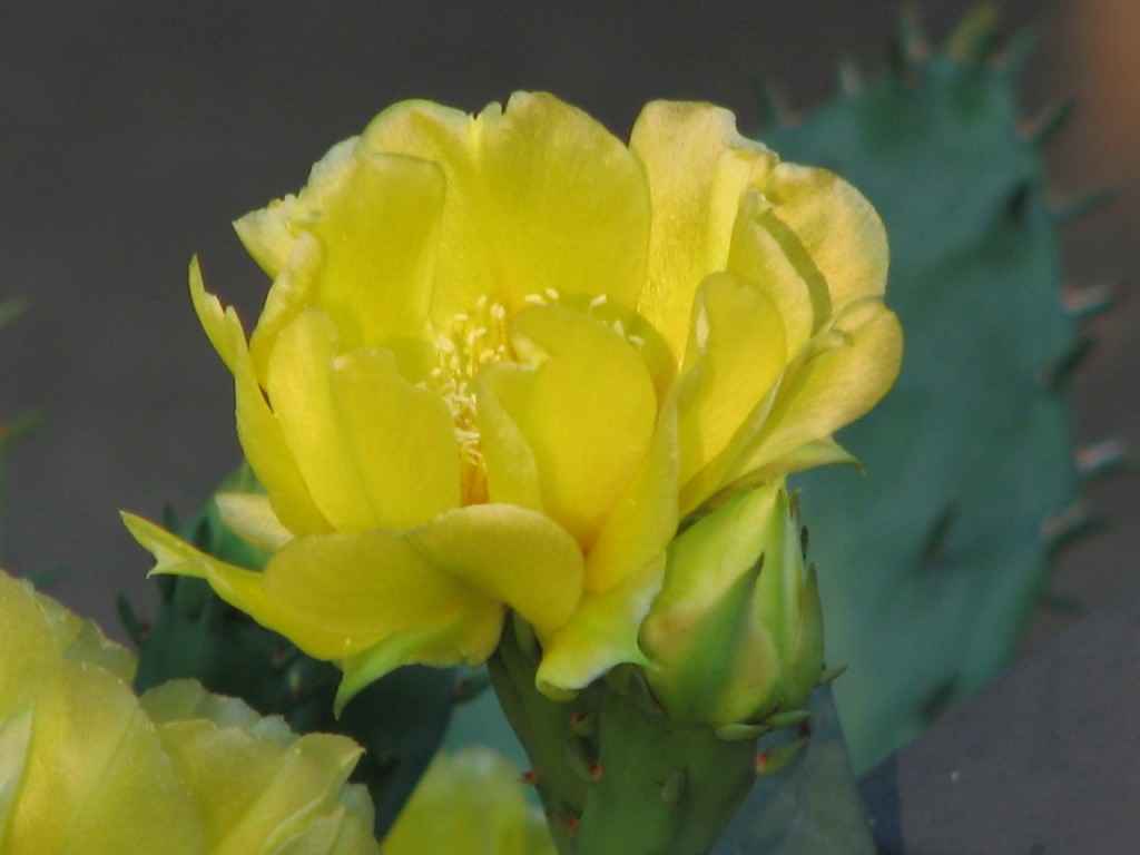 eMacromall.com - Flowers