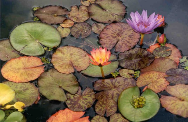 eMacromall.com - Flowers