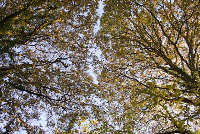 eMacromall.com - Autumn!