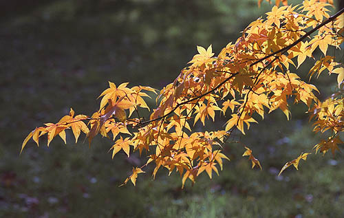 eMacromall.com - Autumn!
