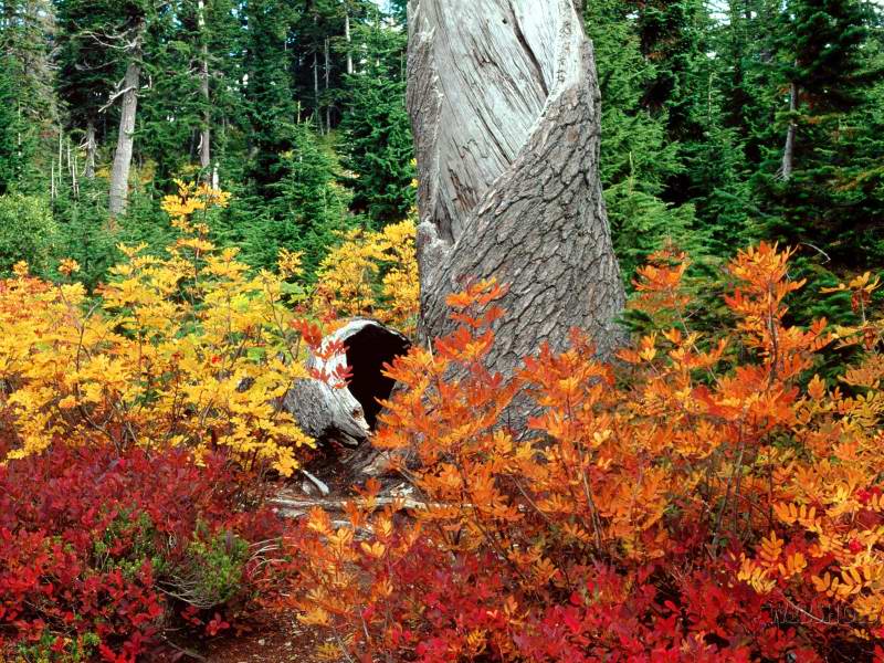 eMacromall.com - Autumn!