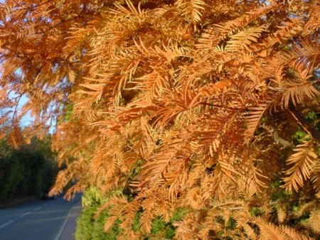 eMacromall.com - Autumn!