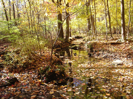 eMacromall.com - Autumn!