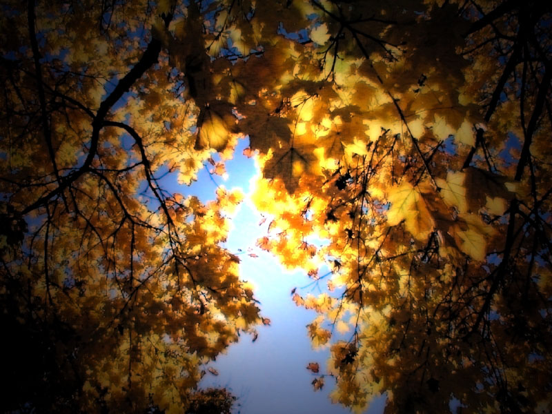 eMacromall.com - Autumn!