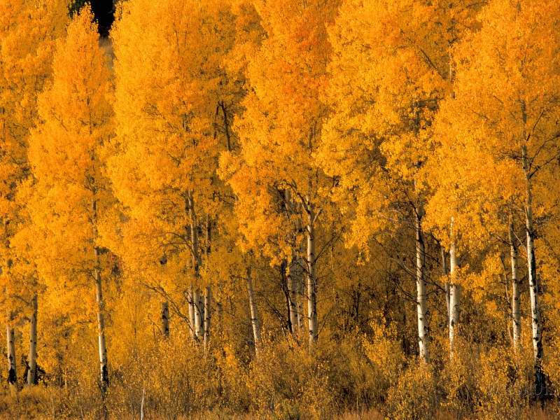eMacromall.com - Autumn!