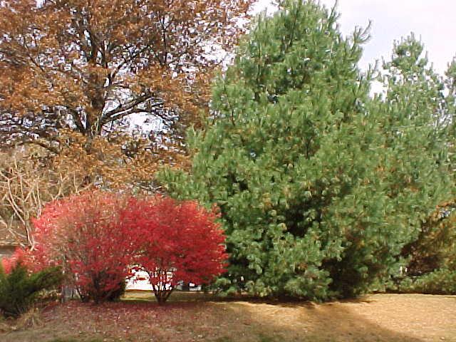 eMacromall.com - Autumn!