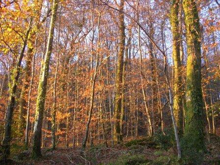 eMacromall.com - Autumn!