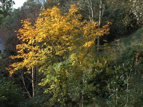eMacromall.com - Autumn!