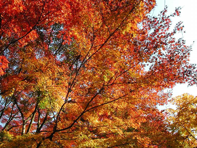 eMacromall.com - Autumn!