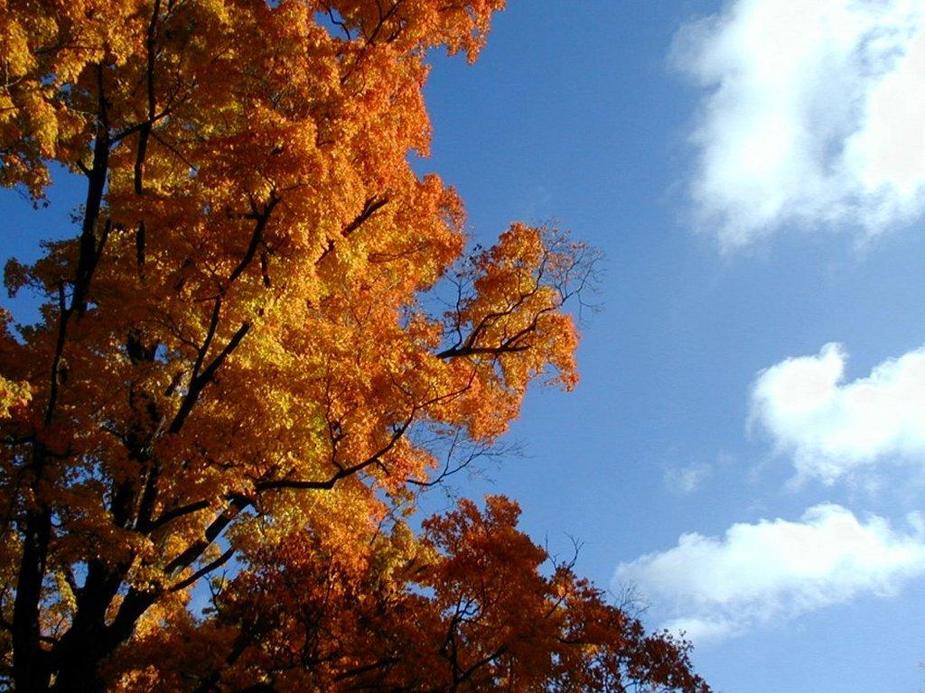 eMacromall.com - Autumn!