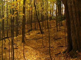 eMacromall.com - Autumn!
