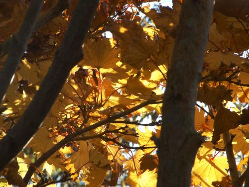 eMacromall.com - Autumn!
