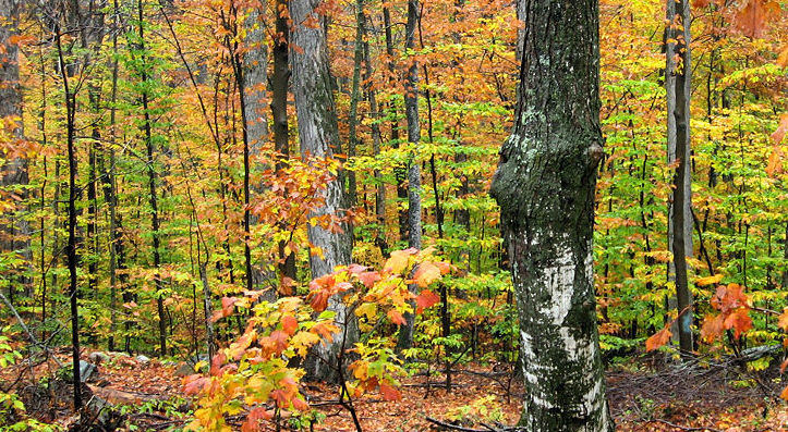 eMacromall.com - Autumn!