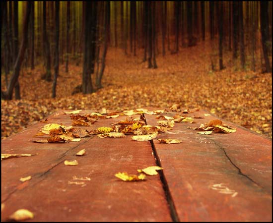 eMacromall.com - Autumn!
